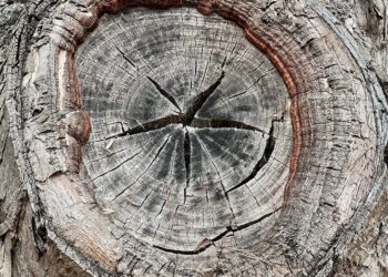 No matter Occurred to Creation Care? | by Jeff Miller