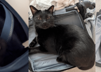 Hearth Friday, February 14, 2025 (On Grant Funding) – A Assortment of Unmitigated Pedantry