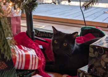 December 27, 2024 (12 months in Evaluate) – A Assortment of Unmitigated Pedantry