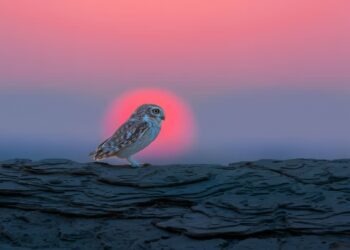 The Finest Images from the SINWP Fowl Photographer of the Yr 2024 » Design You Belief — Design Every day Since 2007