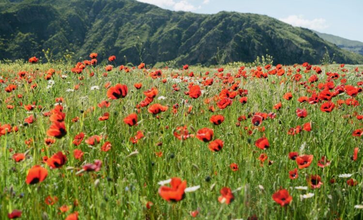 Have a Beautiful Weekend. | Cup of Jo