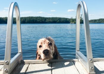 How Do You Introduce a New Companion to Your Youngsters?