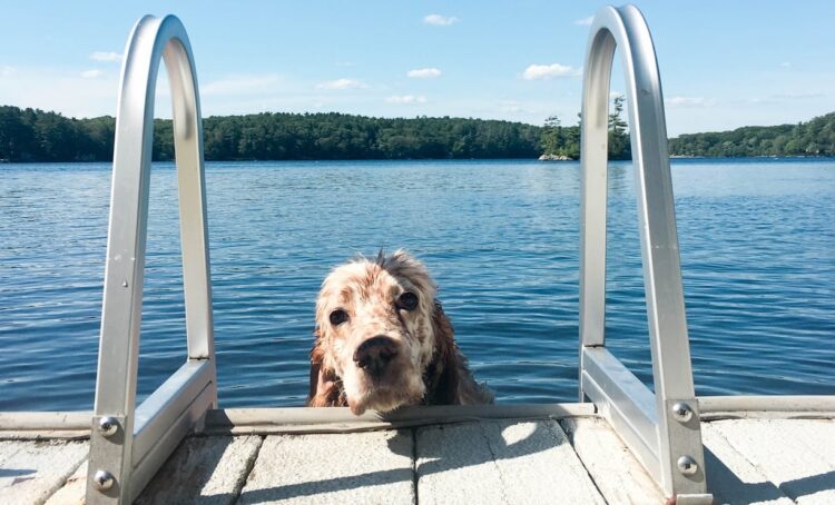 How Do You Introduce a New Companion to Your Youngsters?