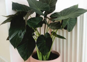 Easy methods to Develop Elephant Ears
