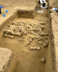 Mammoth butchering, ivory processing web site present in Austria – The Historical past Weblog