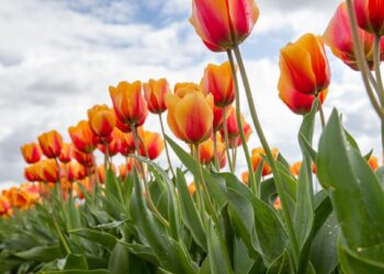 Have a Pretty Weekend. | Cup of Jo