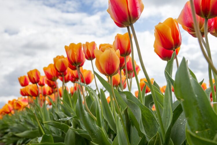 Have a Pretty Weekend. | Cup of Jo