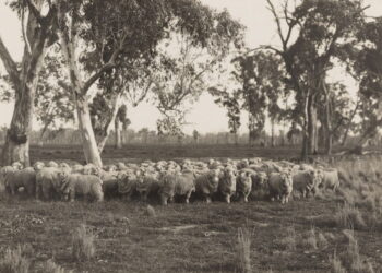 Wool Aliens of the British Empire