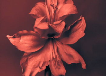 Spectacular Award-Profitable Nature Pictures From the Positive Artwork Images Awards » Design You Belief — Design Day by day Since 2007