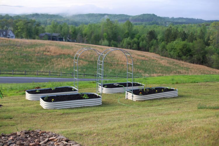 I Began a Backyard: Spring 2025