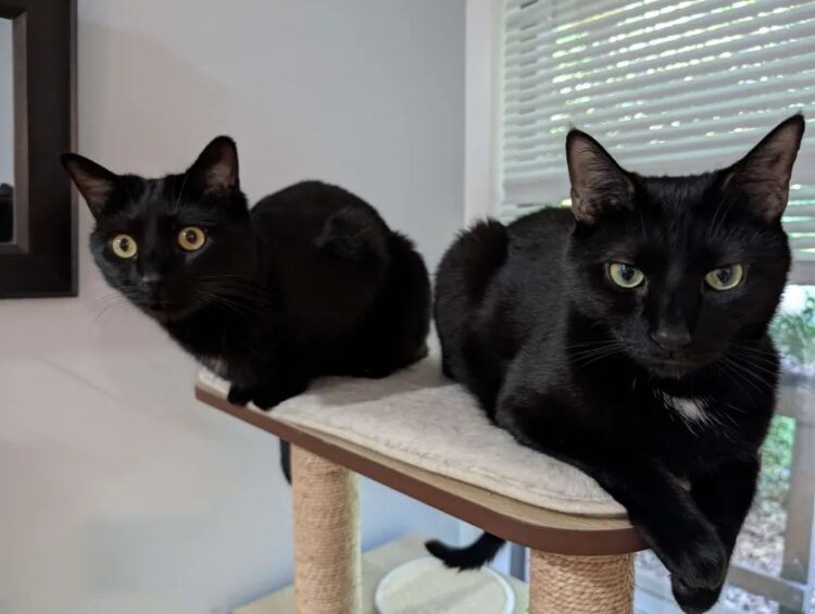 Fireplace Friday, Might 9, 2025 (On Lighter Bows) – A Assortment of Unmitigated Pedantry