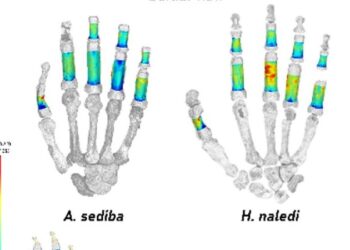 How Historical Human Relations In South Africa Used Their Palms For Climbing, Device Use And Actions