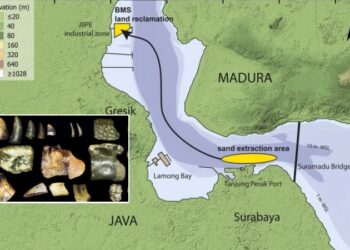 Fossilized Stays Of Homo Erectus Discovered On Submerged Sundaland, Java Reveal Extra Secrets and techniques