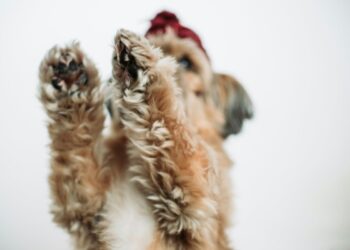 Pups Hit the Dancefloor at Australia's First-Ever Rave for Canines