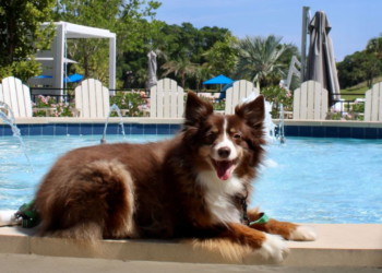 Canine Pleasant Journey Sequence: The Belgrove Resort & Spa, West Palm Seashore