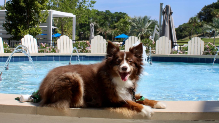 Canine Pleasant Journey Sequence: The Belgrove Resort & Spa, West Palm Seashore