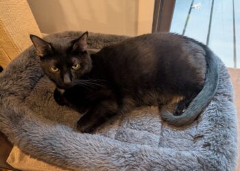 Fireplace Friday, June 27, 2025 (On the Limits of Realism) – A Assortment of Unmitigated Pedantry