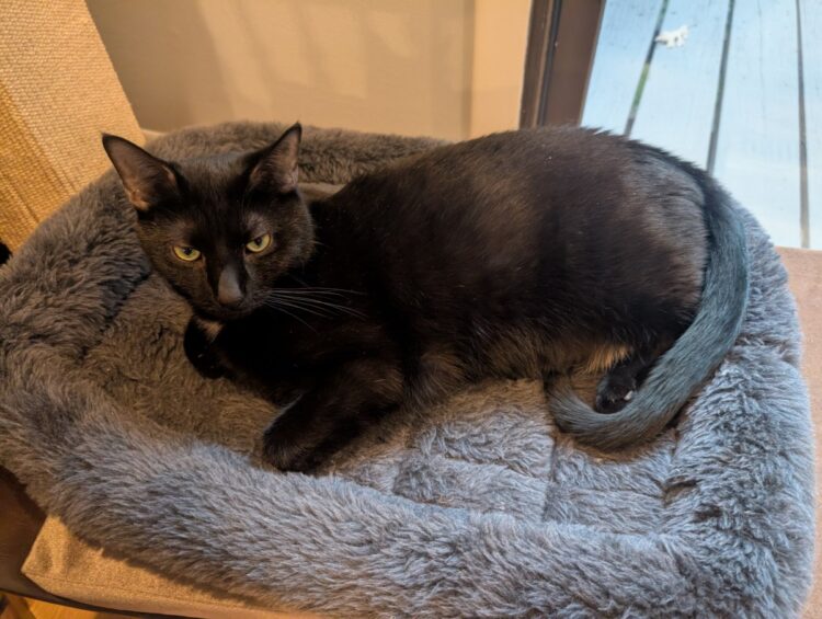 Fireplace Friday, June 27, 2025 (On the Limits of Realism) – A Assortment of Unmitigated Pedantry