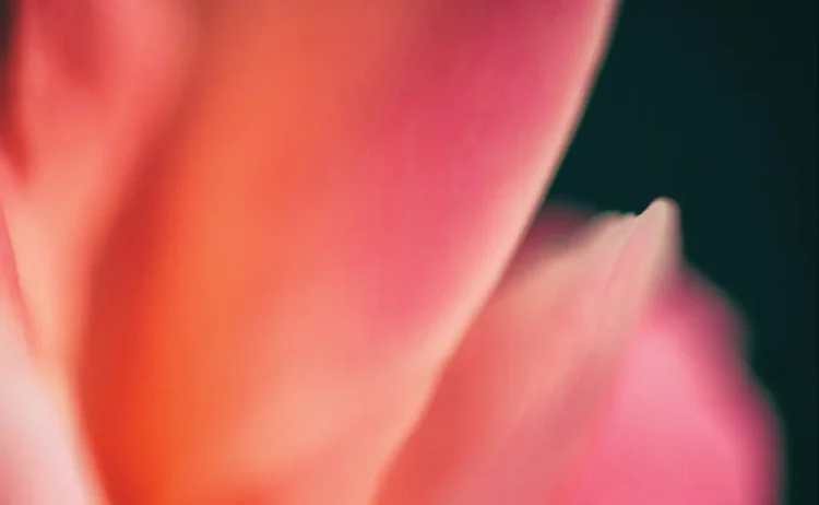 Wendy Leyten: Images as a Portal to Unseen Worlds