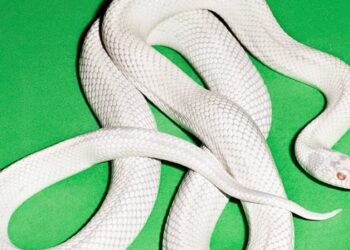 DEFTONES Proclaims New Album Non-public Music For August, Streams Lumbering First Single “My Thoughts Is A Mountain”