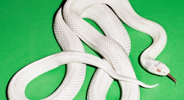 DEFTONES Proclaims New Album Non-public Music For August, Streams Lumbering First Single “My Thoughts Is A Mountain”