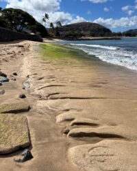 Historic Hawaiian petroglyphs uncovered on Oahu shore – The Historical past Weblog