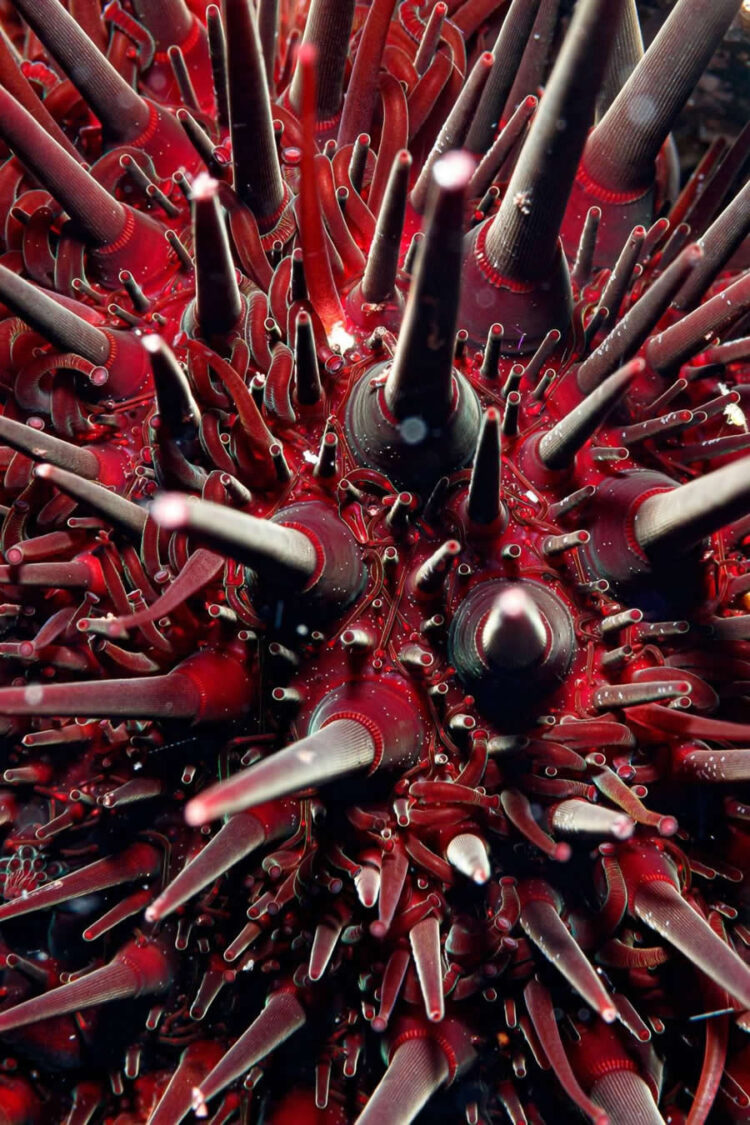 Beautiflul Finalist Pictures from the 2025 BigPicture Pure World Individuals’s Selection Award » Design You Belief — Design Each day Since 2007