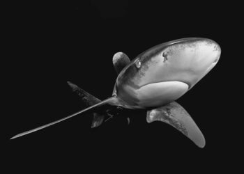 Spectacular Black and White Wildlife Pictures from the 2025 Publicity One Award Winners » Design You Belief — Design Each day Since 2007