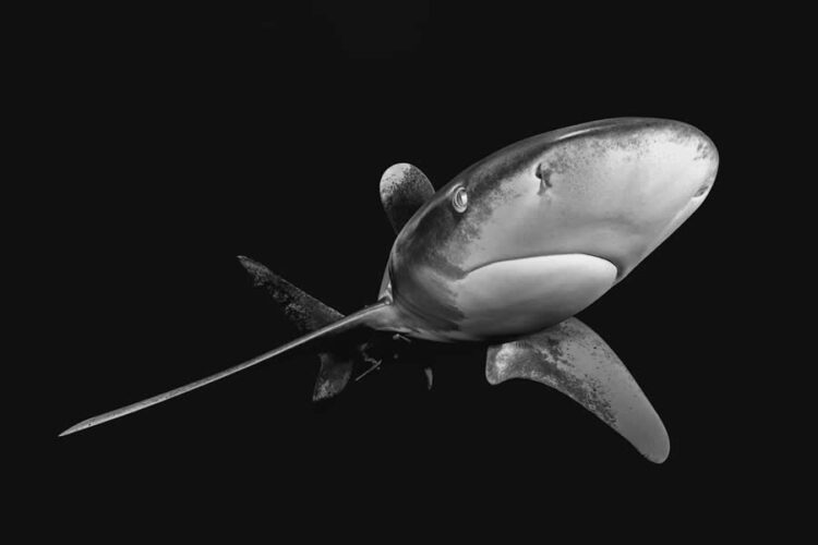 Spectacular Black and White Wildlife Pictures from the 2025 Publicity One Award Winners » Design You Belief — Design Each day Since 2007
