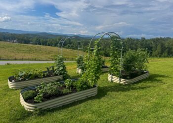 Backyard Replace: Late June 2025