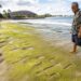 Hawaiian Petroglyphs Reemerging On Oahu’s Coast Are Thought of An Ancestral Message About Rising Ocean Ranges
