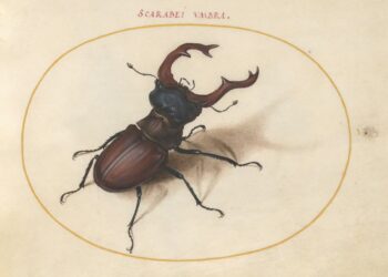 The Sixteenth-Century Artist Who Created the First Compendium of Insect Drawings — Colossal