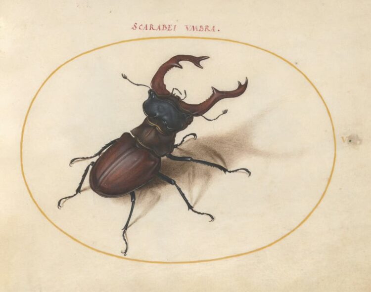 The Sixteenth-Century Artist Who Created the First Compendium of Insect Drawings — Colossal