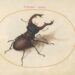 The Sixteenth-Century Artist Who Created the First Compendium of Insect Drawings — Colossal