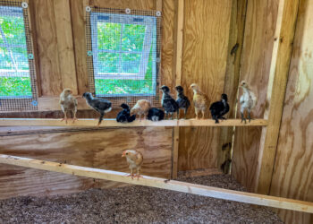 At present (Late July 2025) – A Wholesome Slice of Life