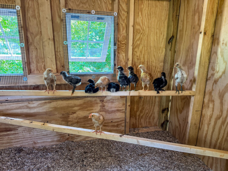 At present (Late July 2025) – A Wholesome Slice of Life