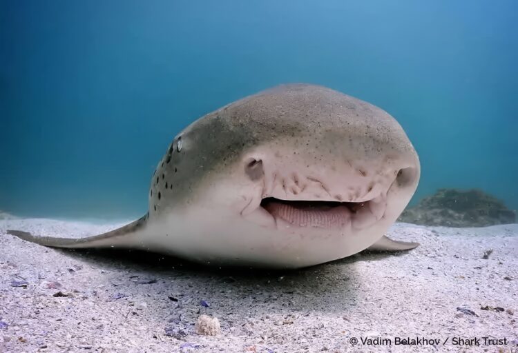 Spectacular Profitable Pictures from the 2025 Shark Photographer of the Yr » Design You Belief — Design Each day Since 2007