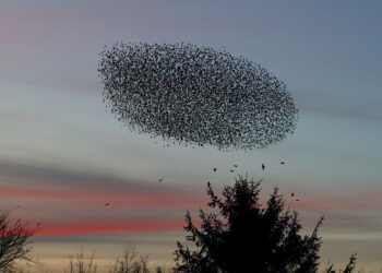 On starlings and the thermodynamics of life
