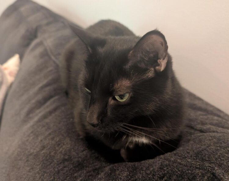 Fireplace Friday, August 27, 2025 (On Defending Historical past) – A Assortment of Unmitigated Pedantry