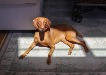 Finley’s Favorites: Pure Canine Merchandise