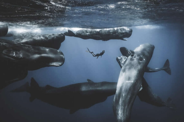Stunning Finalist Images Of The 2025 Ocean Photographer Of The Yr » Design You Belief — Design Every day Since 2007