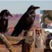 Raven: Uncommonly Clever Chicken, Image Of Windfall, Knowledge And Prophecy