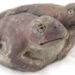 Distinctive historical figurine of conjoined toads present in Peru – The Historical past Weblog