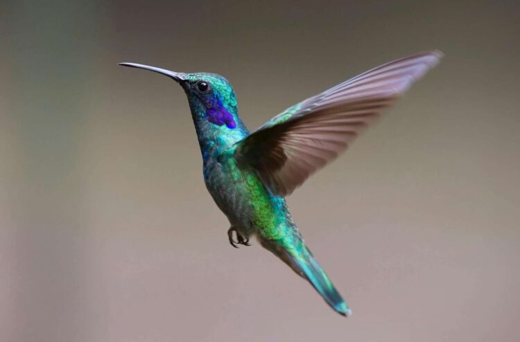 Till Subsequent Spring: A Loving Goodbye to the Hummingbirds