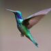 Till Subsequent Spring: A Loving Goodbye to the Hummingbirds