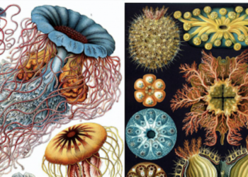 Ernst Haeckel’s Chic Drawings of Flora & Fauna: The Stunning Scientific Drawings That Influenced Europe’s Artwork Nouveau Motion (1889)