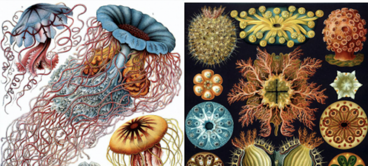 Ernst Haeckel’s Chic Drawings of Flora & Fauna: The Stunning Scientific Drawings That Influenced Europe’s Artwork Nouveau Motion (1889)