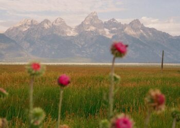 Have a Pretty Weekend. | Cup of Jo