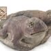 3,800-Yr-Previous Two-Headed Toad Figurine With Messages To Future Generations Found At Vichama, Peru