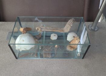 ‘Tis the season for bins of physique elements – The Historical past Weblog